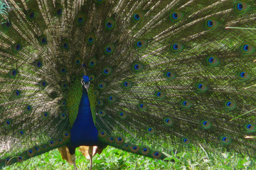 Zoo du Lunaret